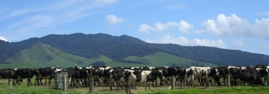 Dairy Farming